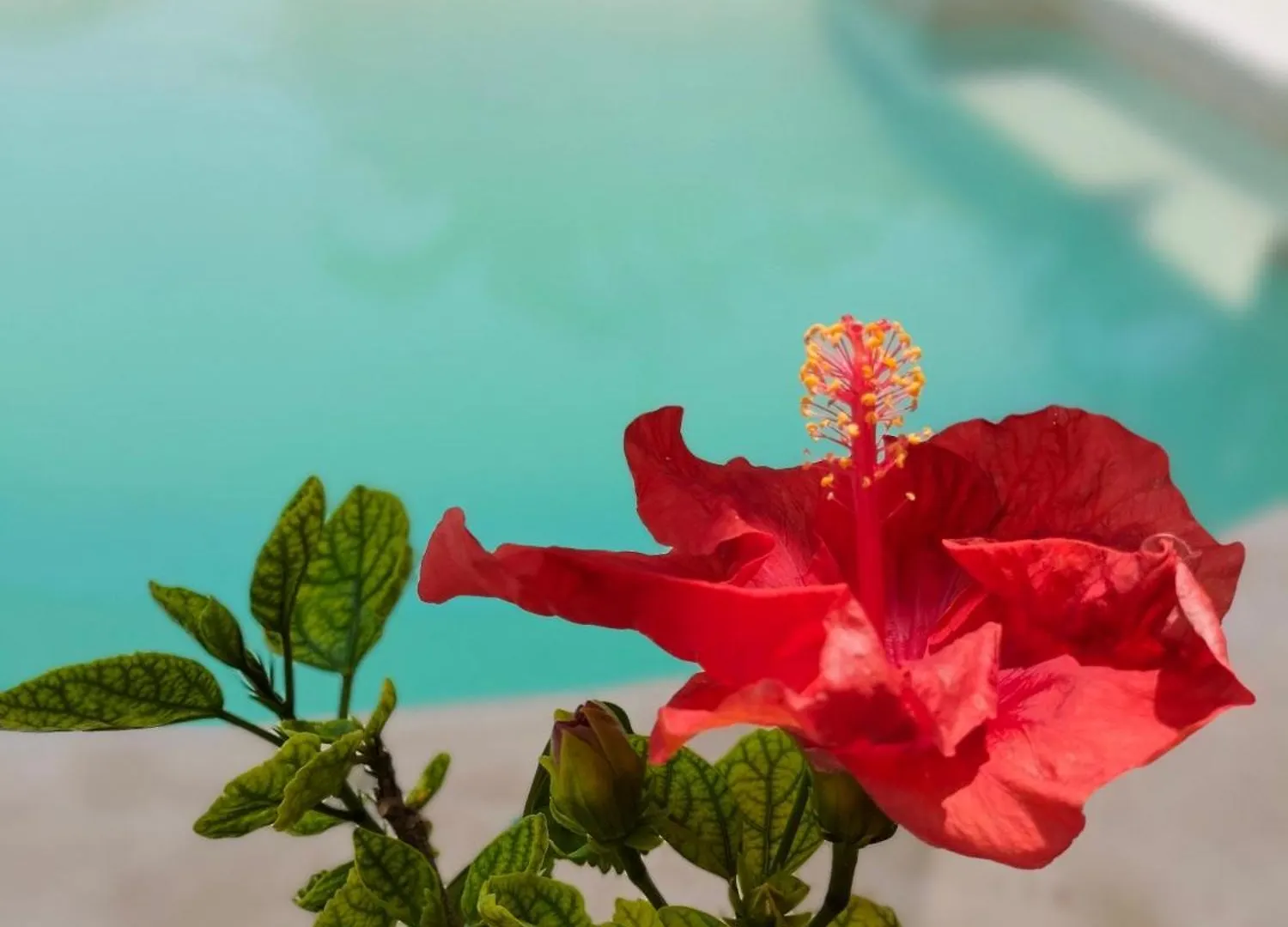 Teki-Sha Home&Suites Bacalar